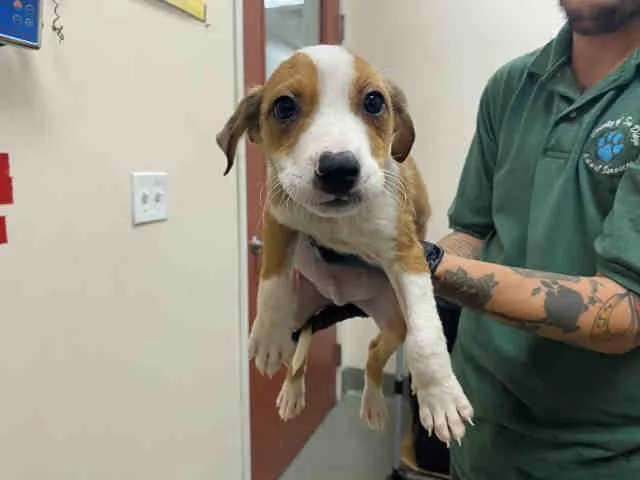 A baby medium-sized male Hound dog named Gollum for adoption in Carlsbad, CA