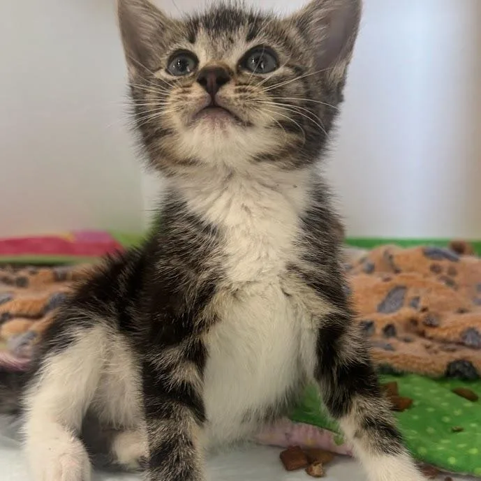 A baby small-sized female Gray / Blue / Silver Domestic Short Hair cat named Petrie for adoption in Elizabeth City, NC