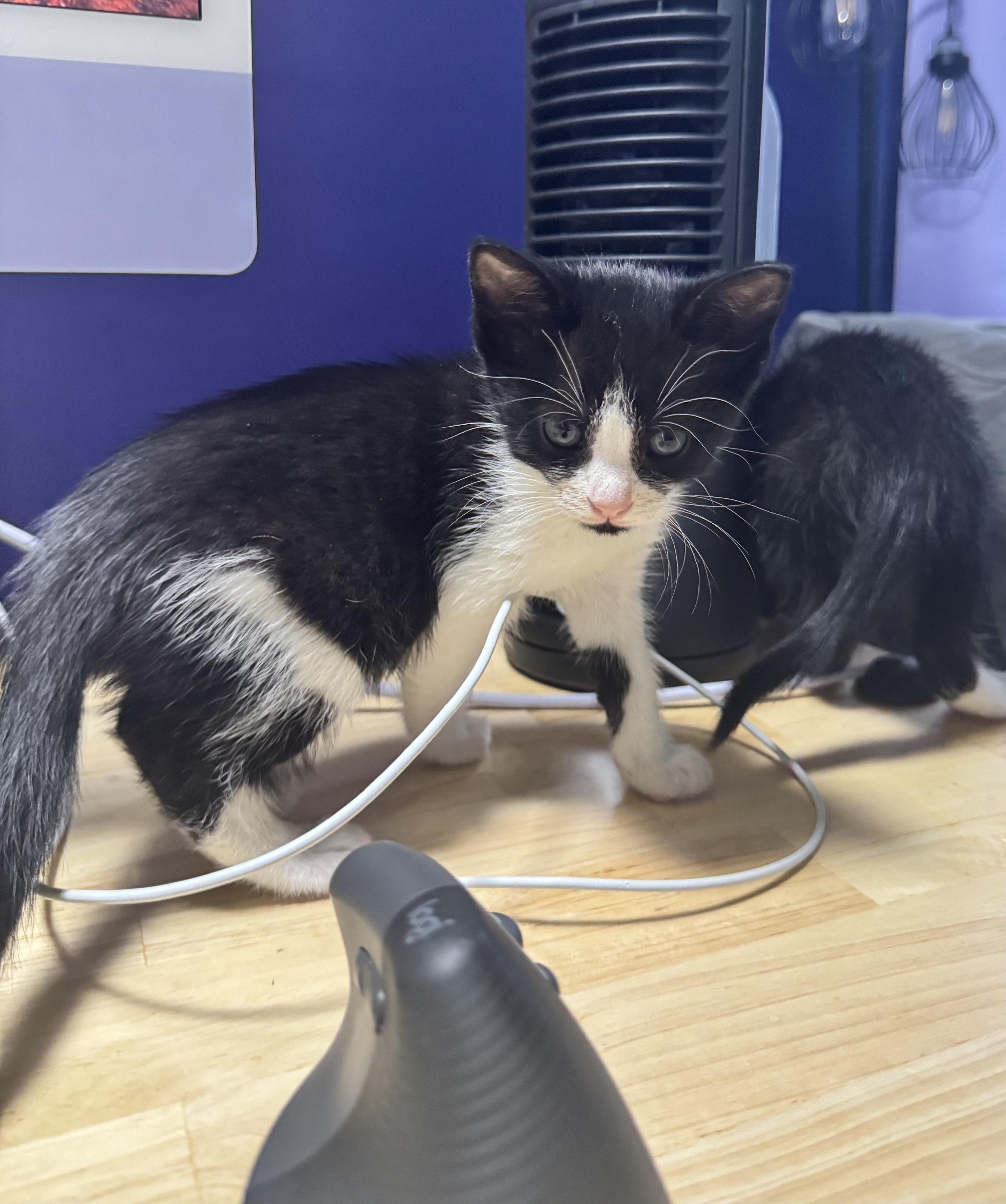 Svetlana
