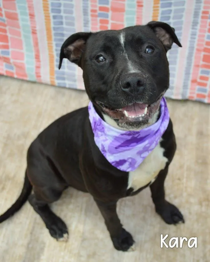 An adult medium-sized female Pit Bull Terrier dog named Kara for adoption in Gautier, MS