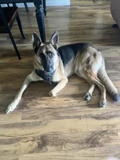 An adult large-sized male German Shepherd Dog dog named Max for adoption in Palm Harbor, FL