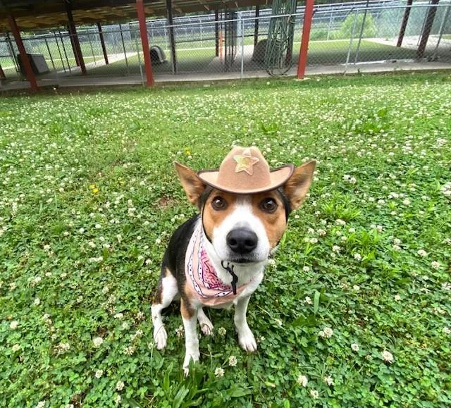 An adult medium-sized female Tricolor (Brown, Black, & White) Australian Cattle Dog / Blue Heeler dog named Cowgirl for adoption in Fayetteville, AR