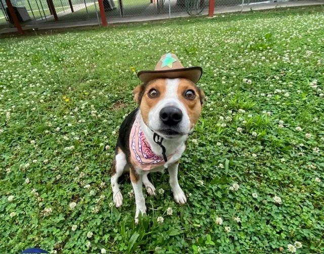 Cowgirl thumbnail 5