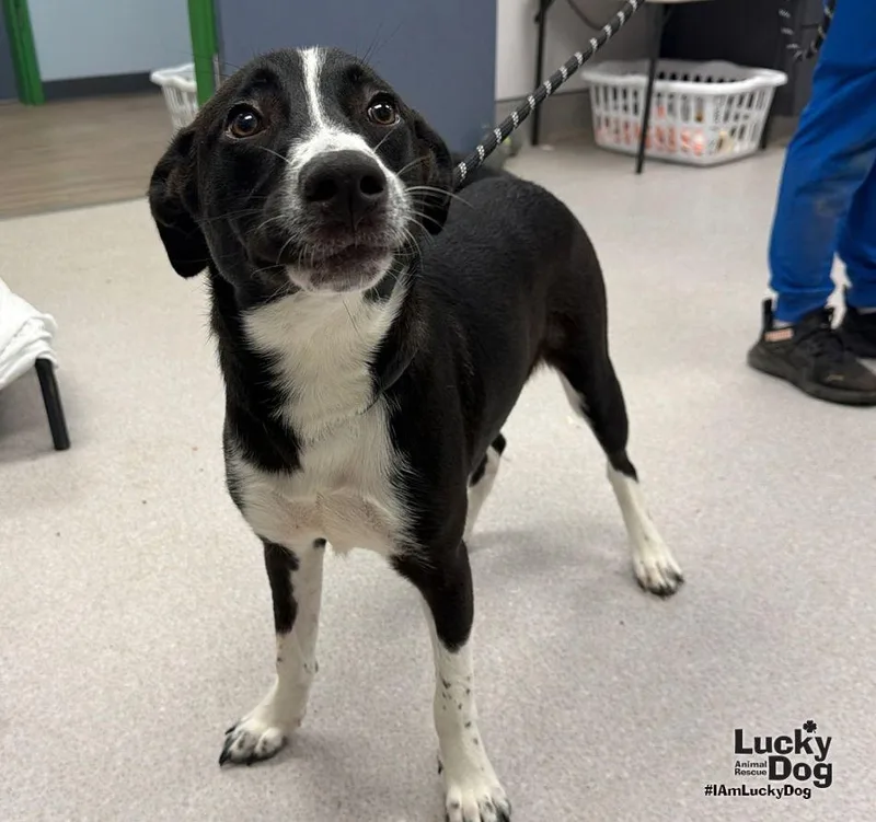 A young medium-sized male Labrador Retriever dog named Mocha for adoption in Washington, DC