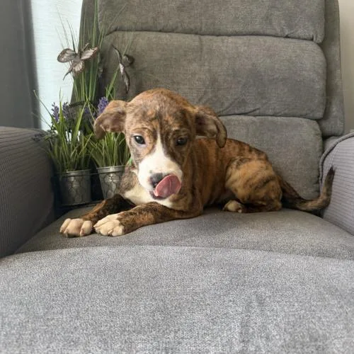 Bali Mango thumbnail 2