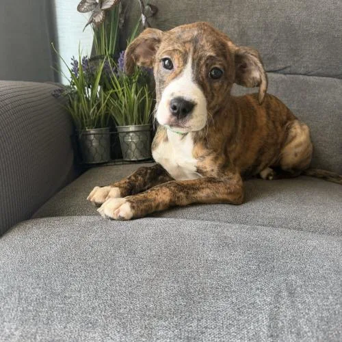 Bali Mango thumbnail 3