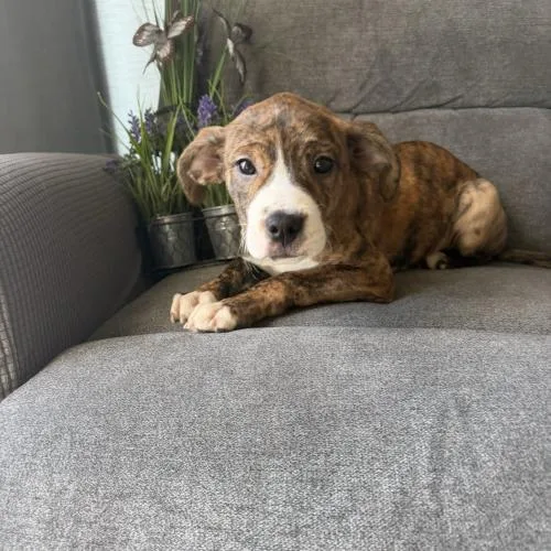 Bali Mango thumbnail 4