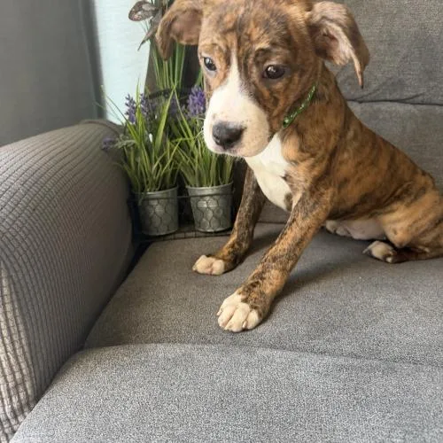 Bali Mango thumbnail 5