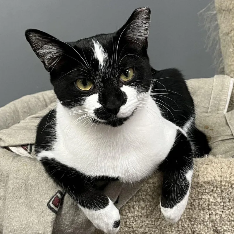 An adult large-sized female Domestic Short Hair cat named Yang for adoption in Brighton, MI
