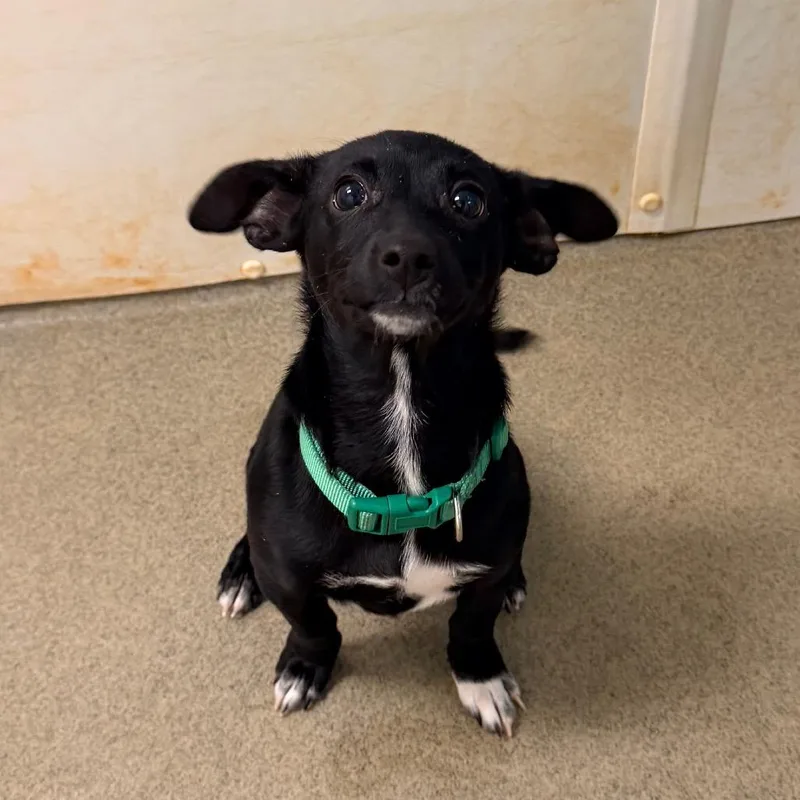 A baby small-sized female Black Chihuahua dog named Tevie for adoption in Rocky Mount, VA