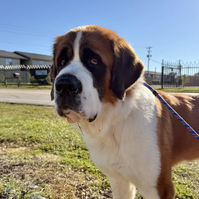 An adult extra large-sized female Brown / Chocolate Saint Bernard dog named Clara for adoption in Columbia, SC