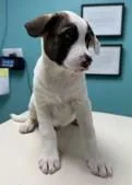 A baby medium-sized male Great Pyrenees dog named Avery for adoption in Madison, NJ