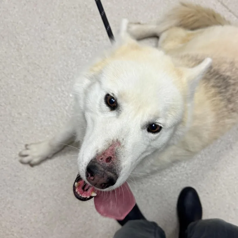 A senior large-sized female White / Cream Siberian Husky dog named Angel for adoption in Murray, UT