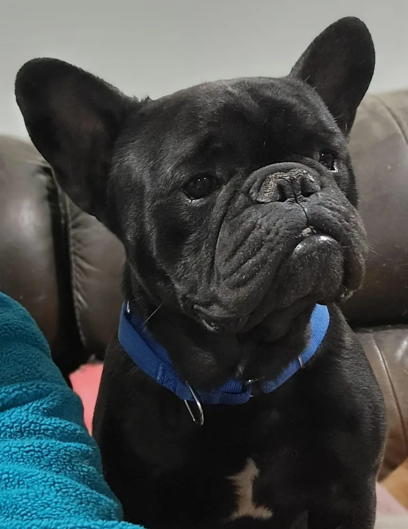 A young small-sized male French Bulldog dog named Doug for adoption in Fountaintown, IN