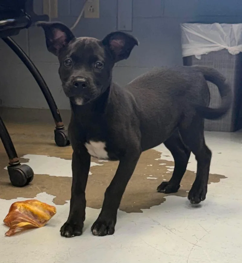 A baby medium-sized female Labrador Retriever dog named April for adoption in Carmel, NY