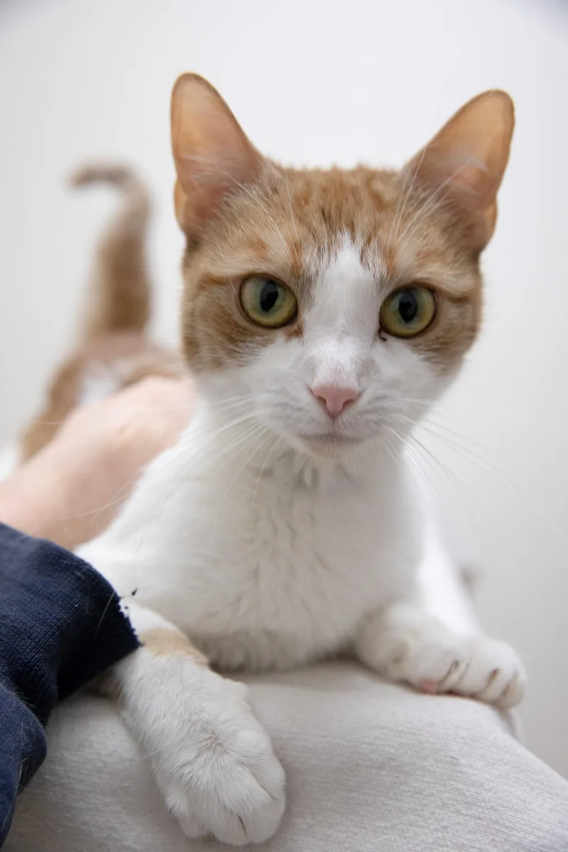An adult medium-sized female Domestic Short Hair cat named Venus for adoption in Montclair, NJ