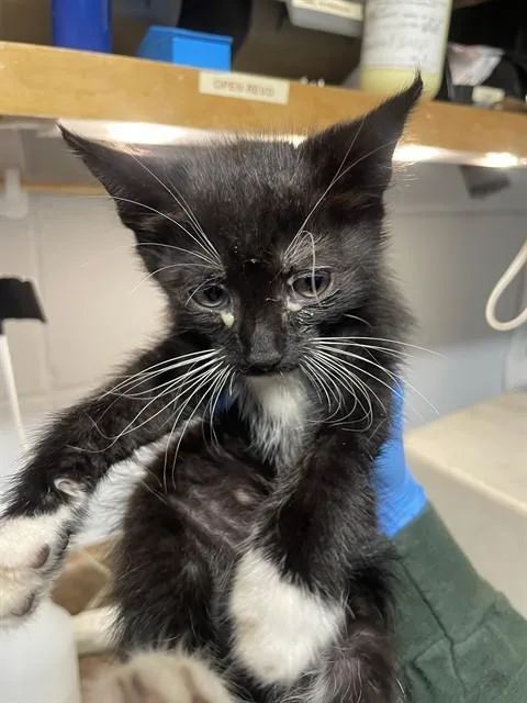 A baby small-sized male Domestic Short Hair cat named Crowley for adoption in Tallahassee, FL
