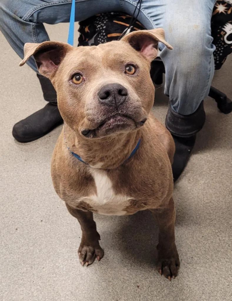 An adult large-sized male Pit Bull Terrier dog named Matthew for adoption in Hopkinsville, KY