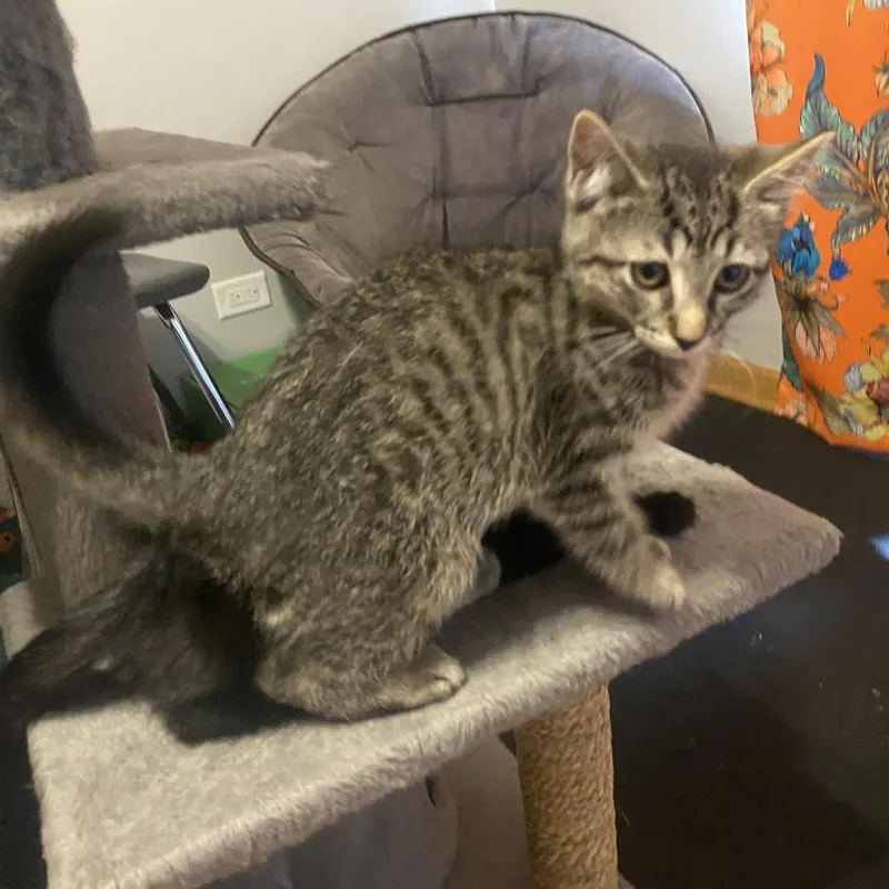 A baby small-sized male Gray / Blue / Silver Domestic Short Hair cat named Enzo for adoption in Skokie, IL