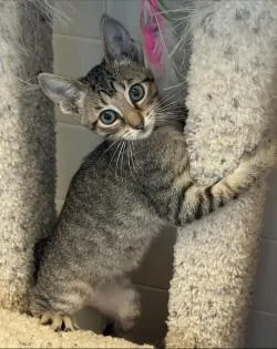 A baby medium-sized male Tabby (Buff / Tan / Fawn) Domestic Short Hair cat named Edmund for adoption in Murphy, TX