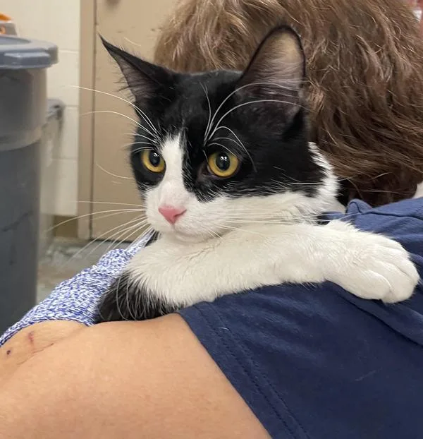 An adult medium-sized male Domestic Short Hair cat named Tim for adoption in Troutdale, OR