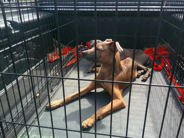 A young large-sized male Whippet dog named Kuzco for adoption in Ocala, FL