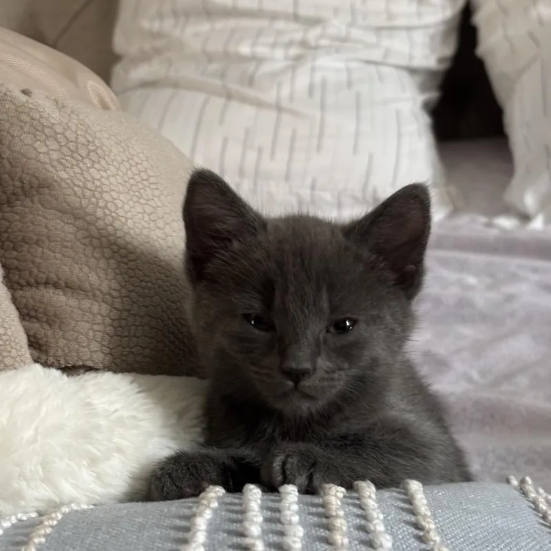 A baby small-sized female Gray / Blue / Silver Russian Blue cat named Maggie for adoption in Tustin, CA