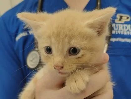 A baby small-sized male Domestic Medium Hair cat named Knox for adoption in Lafayette, IN