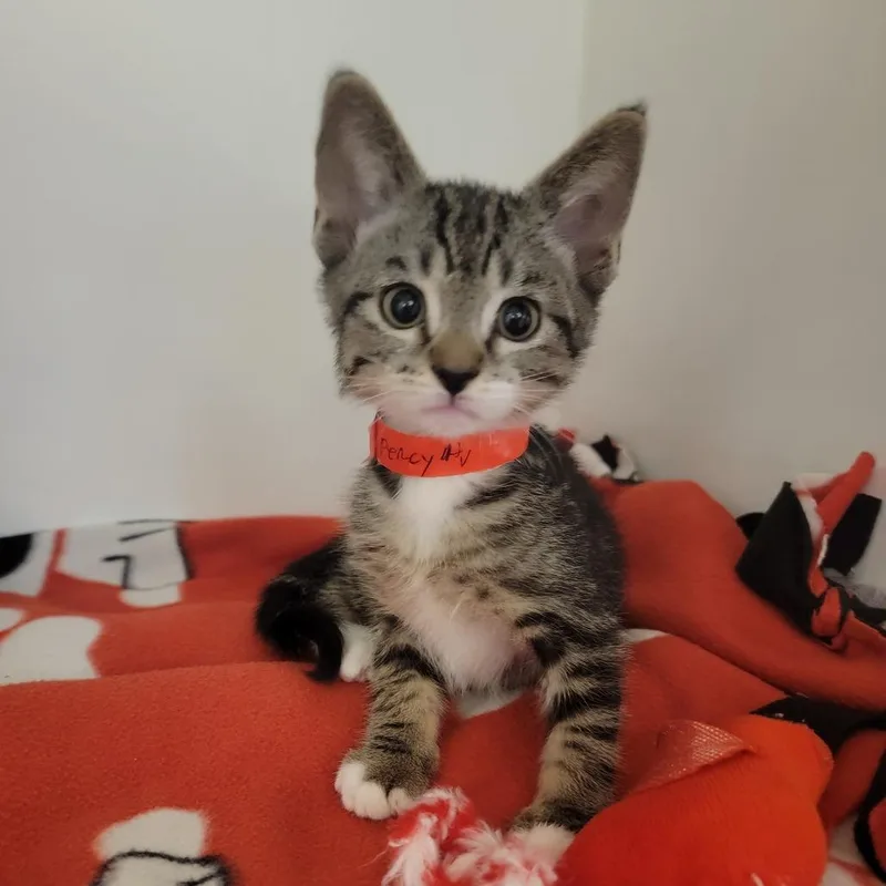A baby small-sized male Brown / Chocolate Domestic Short Hair cat named Percy for adoption in Phoenix, AZ