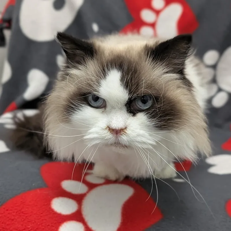 A senior medium-sized female Black Ragdoll cat named Maggie May for adoption in Brookfield, WI