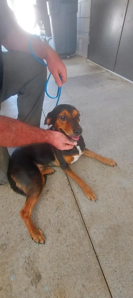 A young large-sized male Mixed Breed dog named Scooter for adoption in Cartersville , GA