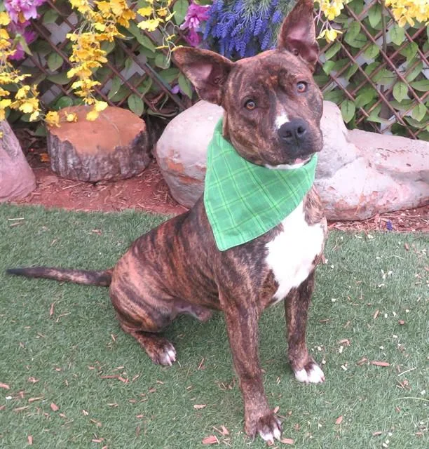 A young medium-sized male Terrier dog named Tiger for adoption in Oklahoma City, OK