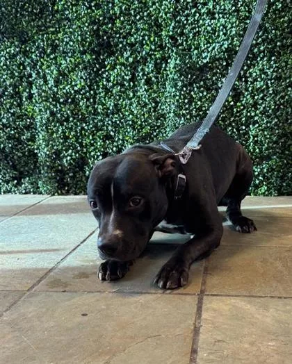A baby medium-sized female American Staffordshire Terrier dog named 61793974 for adoption in El Paso, TX