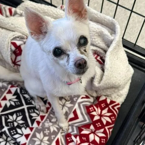 A senior small-sized female White / Cream Chihuahua dog named Luna for adoption in Bastrop, TX