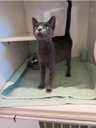 An adult small-sized female Domestic Short Hair cat named Nala for adoption in Lampasas, TX