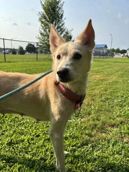 An adult large-sized female Husky dog named Mila for adoption in Shawano, WI