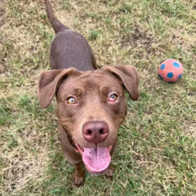 A young medium-sized female Brown / Chocolate Retriever dog named Phoenix for adoption in Greensboro, NC