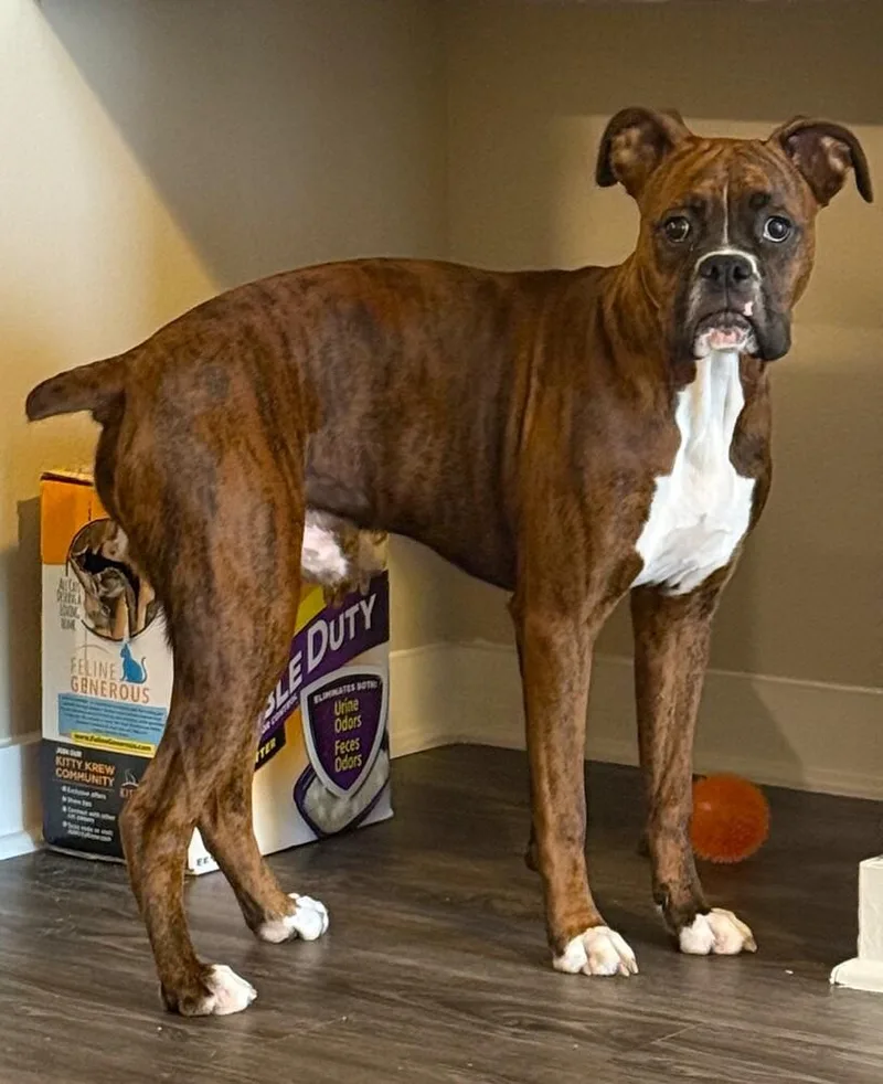 A baby medium-sized male Brindle Boxer dog named Spark for adoption in Hewitt, TX