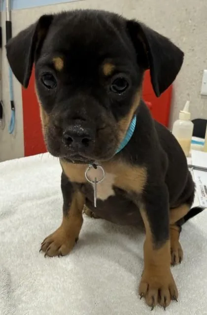 A baby small-sized female Terrier dog named Ruby for adoption in Honolulu, HI