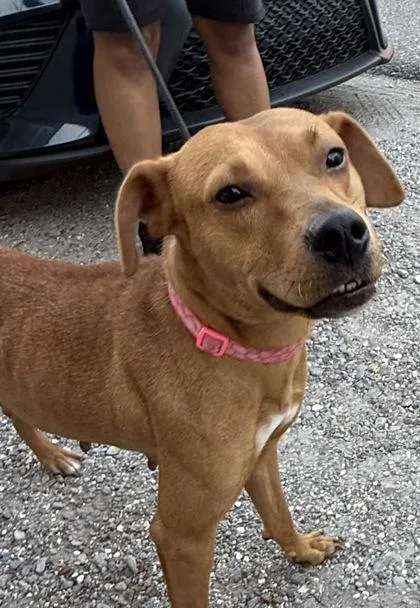 An adult medium-sized female Terrier dog named Mama Leslie for adoption in New Orleans, LA