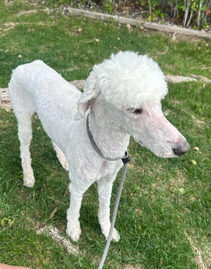 An adult medium-sized female White / Cream Standard Poodle dog named Ghia for adoption in Albuquerque, NM