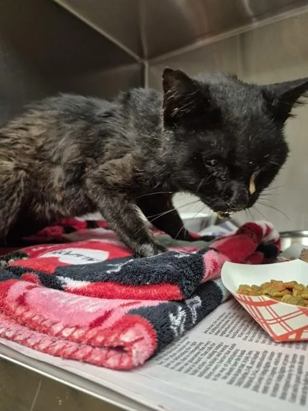 An adult medium-sized male Domestic Short Hair cat named Sf for adoption in Lawrenceville, GA