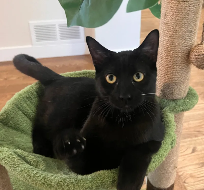 A baby small-sized male Black Domestic Short Hair cat named Peter Somers for adoption in Morrison, CO