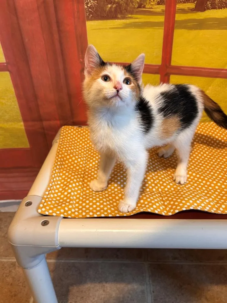 A baby medium-sized female Domestic Short Hair cat named Trixie for adoption in Mountain Home, AR