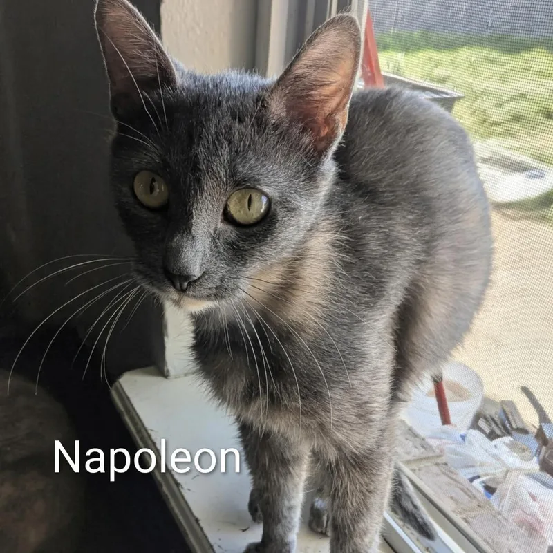 A young medium-sized female Gray / Blue / Silver Domestic Short Hair cat named Napoleon for adoption in Tulsa, OK