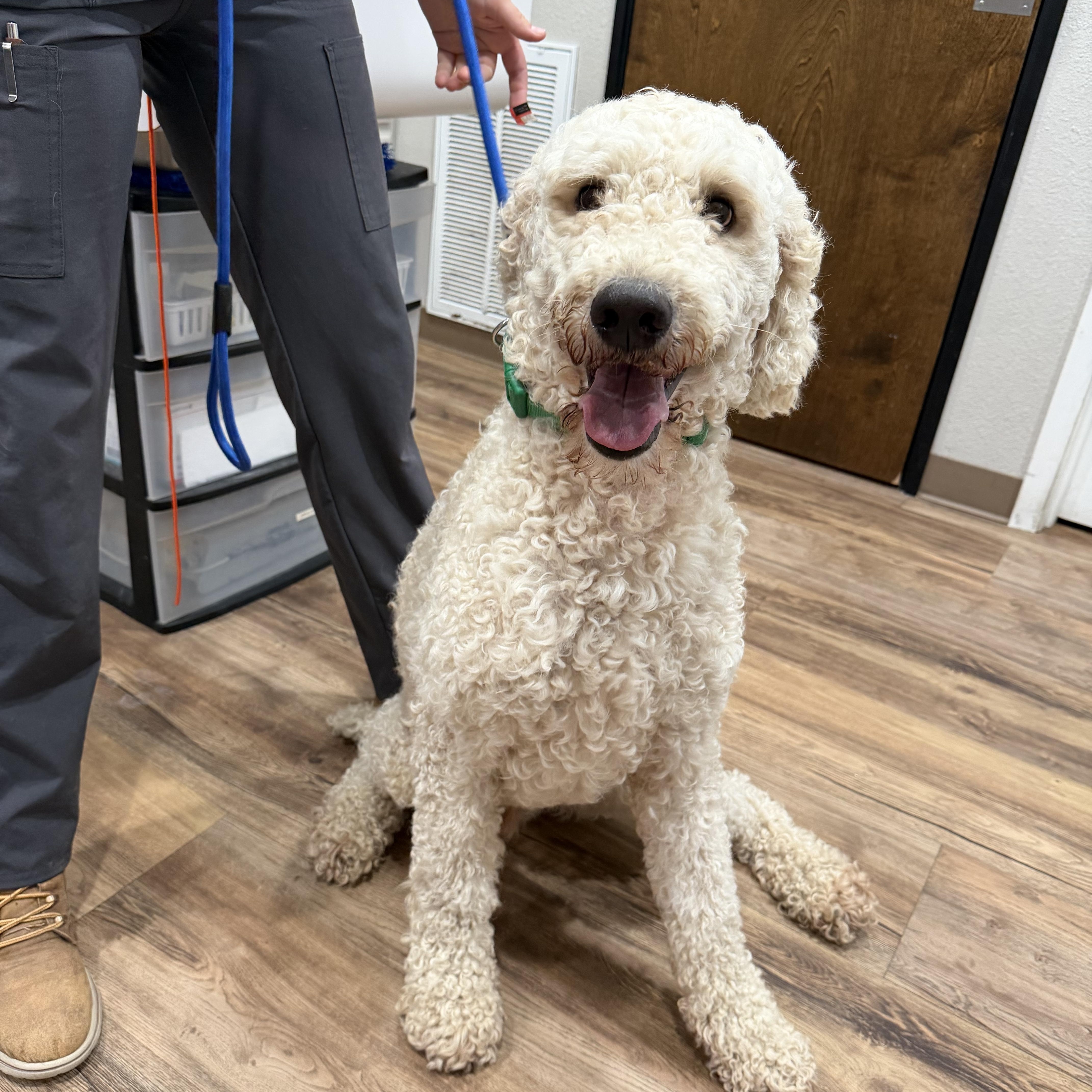 An adult medium-sized male Standard Poodle dog named Dollar for adoption in Louise, TX