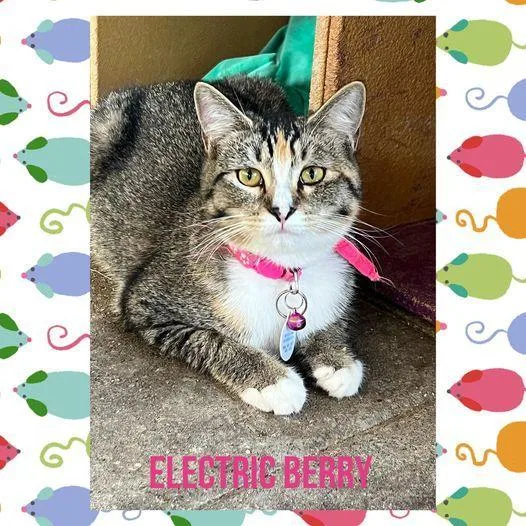 Electric Berry