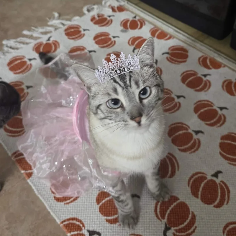 A young medium-sized female Domestic Short Hair cat named Nami for adoption in Royal Oak, MI