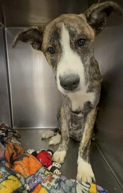 A baby medium-sized female Siberian Husky dog named Sailor Moon for adoption in Riverside, CA