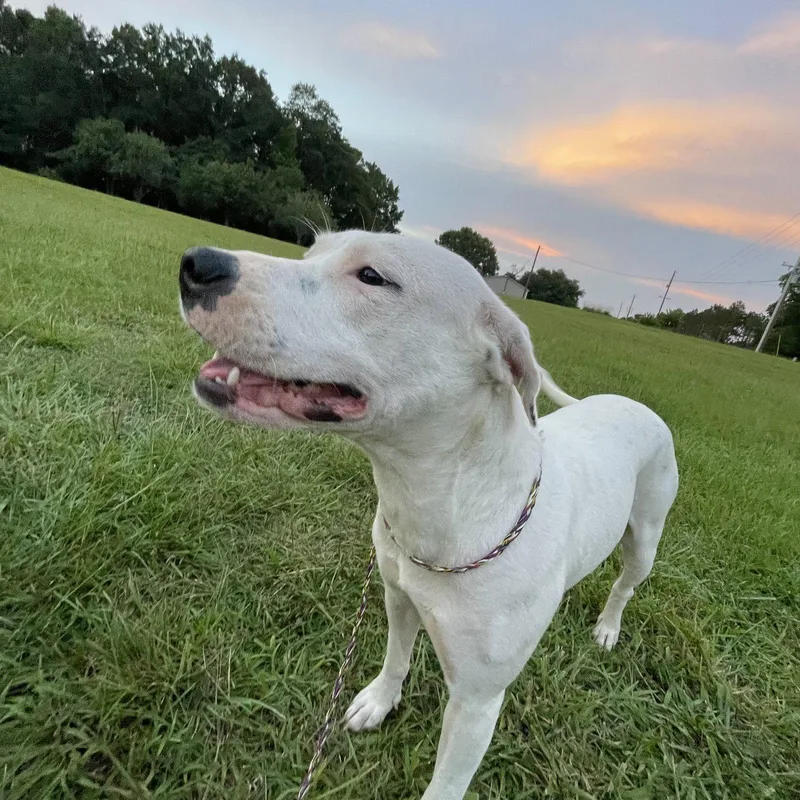 An adult large-sized female Pit Bull Terrier dog named Ghost Dixon for adoption in Rockaway, NJ